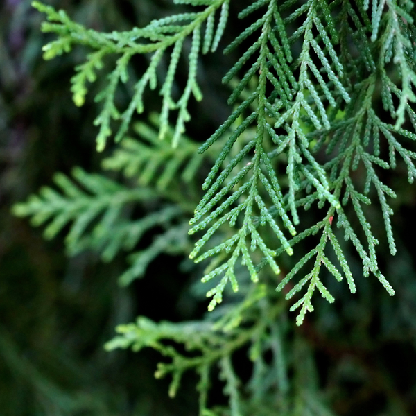 Cypress Leaf